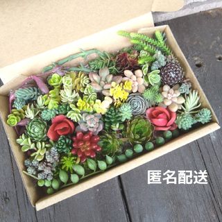 おまかせ②★匿名配送★多肉植物おまかせ詰め合わせ(その他)