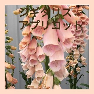 100粒　半日影ＯＫ！薔薇との相性抜群✦ジギタリスアプリコット✦花の種(その他)