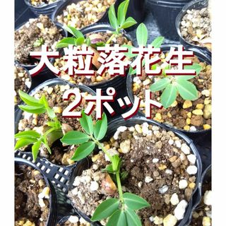 【ポットで発送】野菜苗　大粒落花生 6cmポット×２ 無農薬　農薬不使用(その他)