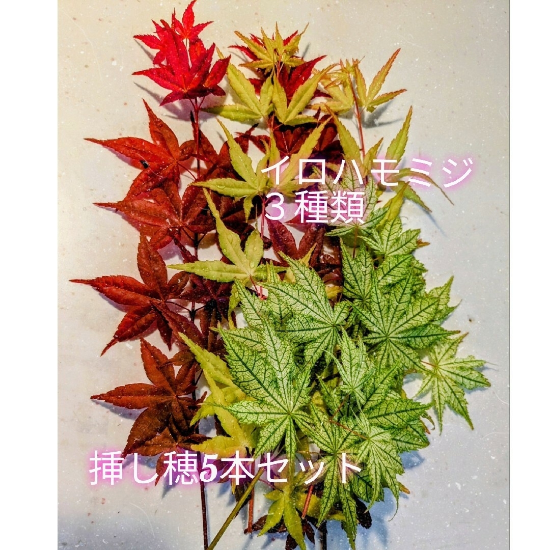 今が見頃♪春紅葉３品種の挿し穂5本セット☆飾っても素敵 ハンドメイドのフラワー/ガーデン(プランター)の商品写真