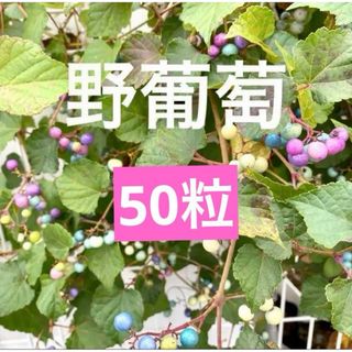 野葡萄種　50粒