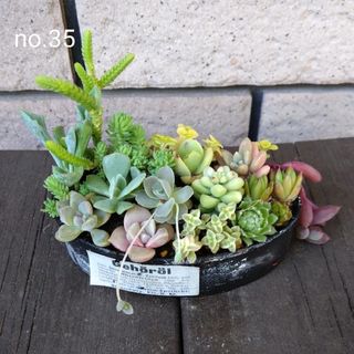 no.35多肉植物抜き苗15種セット(その他)