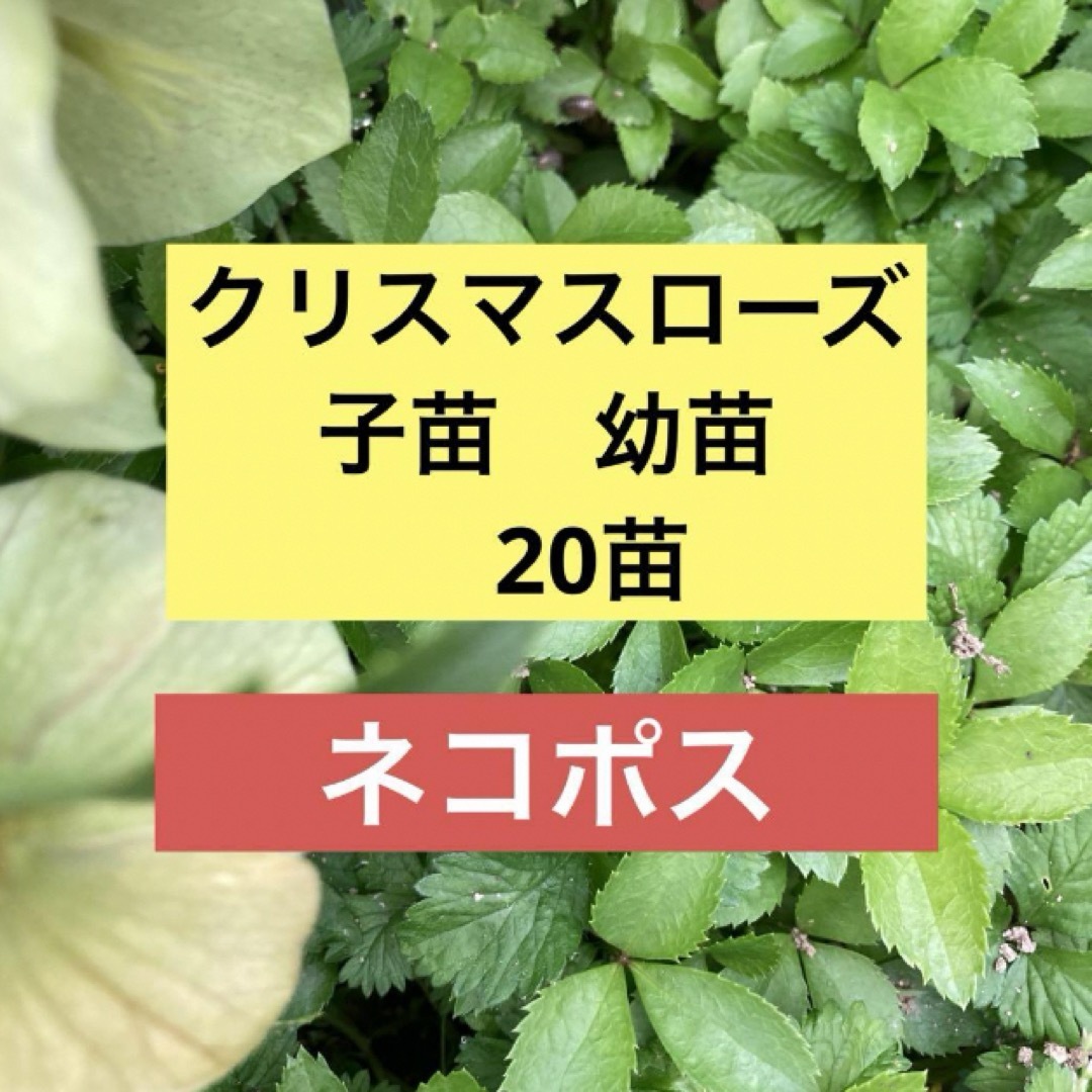 ネコポス配送　クリスマスローズ苗　子供苗　幼苗　20苗 ハンドメイドのフラワー/ガーデン(その他)の商品写真