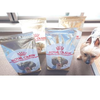 ロイヤルカナン(ROYAL CANIN)のロイヤルカナン ヨークシャーテリア成犬～高齢犬用1.5kg(ペットフード)