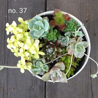 no.37多肉植物抜き苗9種セット(その他)