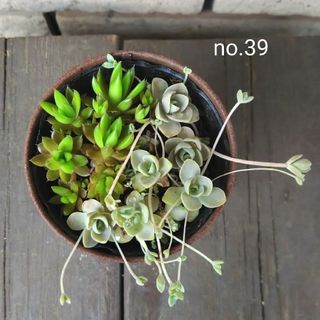 no.39多肉植物子持ち蓮華爪蓮華抜き苗セット(その他)