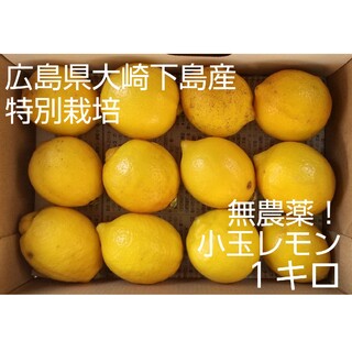 【小玉】酸っぱいだけじゃない！甘味も感じる 特別栽培レモン1キロ(フルーツ)