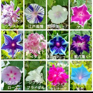 花の種　朝顔MIXの種(その他)