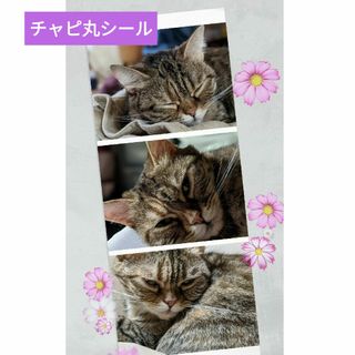 チャピ丸シール④