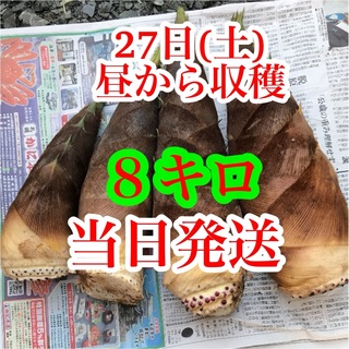 タケノコ　８キロ 当日発送　米ぬか付き　(野菜)