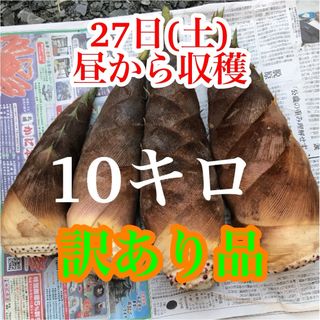 タケノコ　10キロ 当日発送　米ぬか付き　訳あり品(野菜)