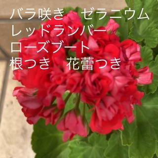 バラ咲き　ゼラニウム　レッドランバーローズブート　根つき　花蕾つき(その他)