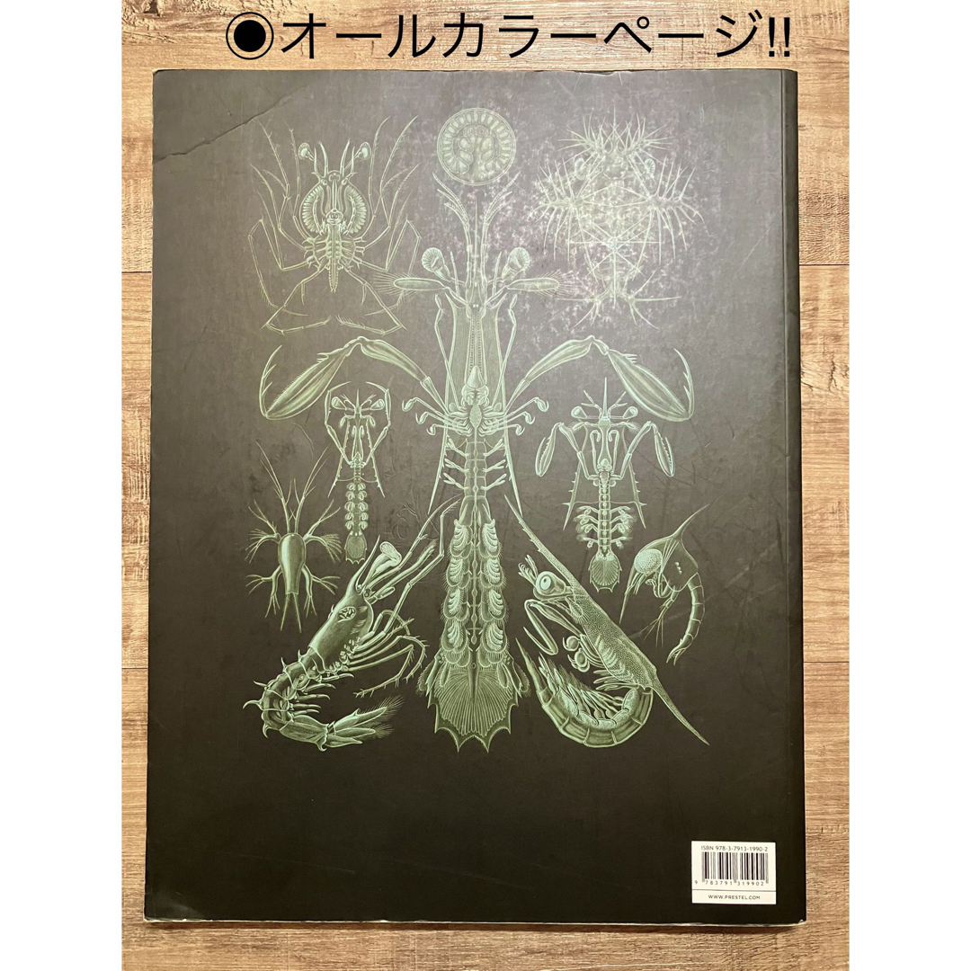 エルンスト・ヘッケル　生物の驚異的な形　細かい絵　精密画　洋書 エンタメ/ホビーの本(アート/エンタメ)の商品写真