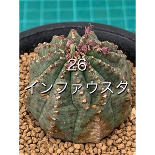 26 ユーフォルビア　インファウスタ　鉢付　Euphorbia infausta(プランター)