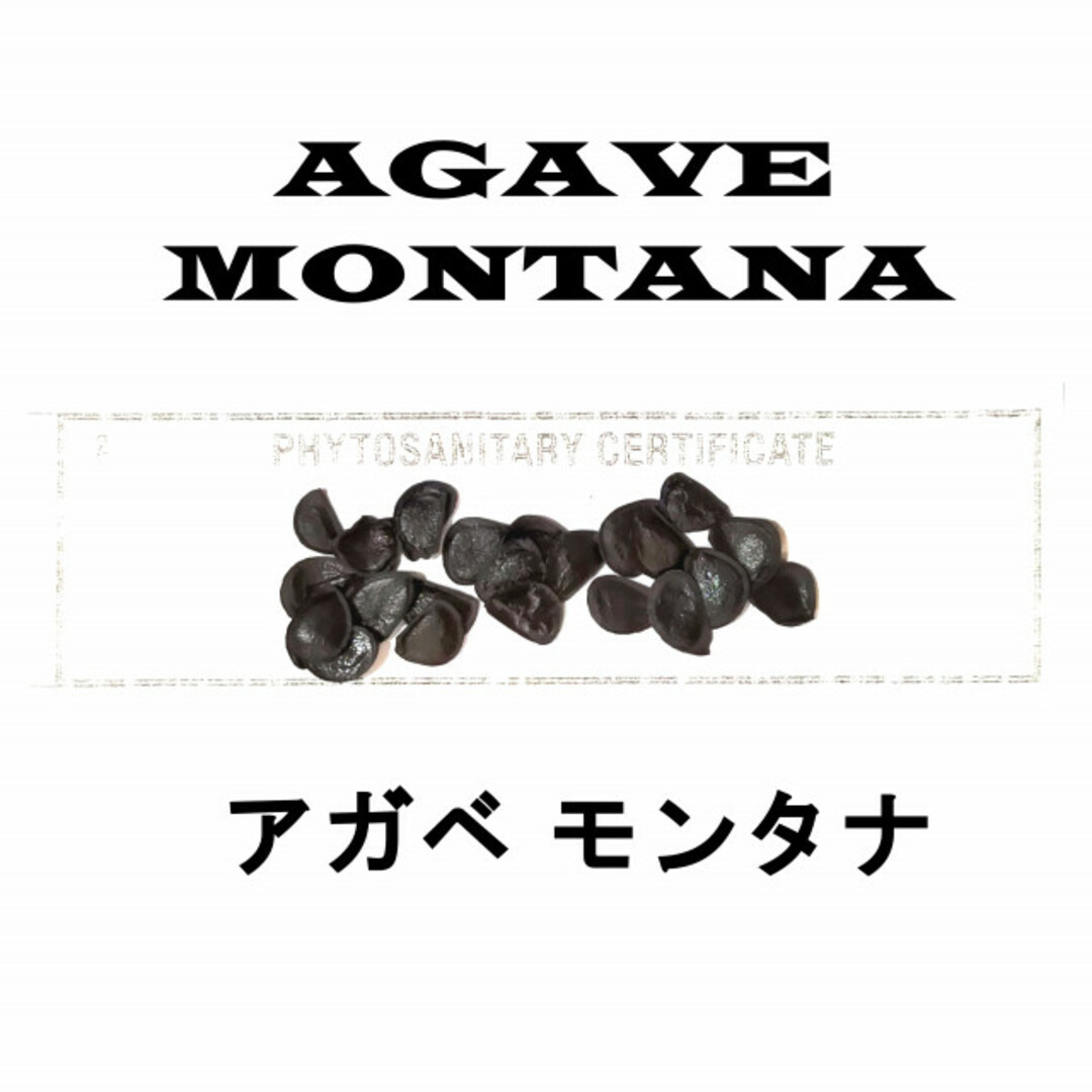 1月入荷  20粒+ アガベ モンタナ 種子 種子 Agave montana ハンドメイドのフラワー/ガーデン(その他)の商品写真