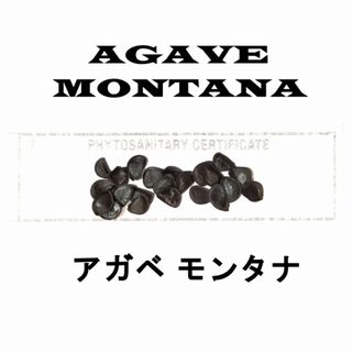 1月入荷  20粒+ アガベ モンタナ 種子 種子 Agave montana(その他)