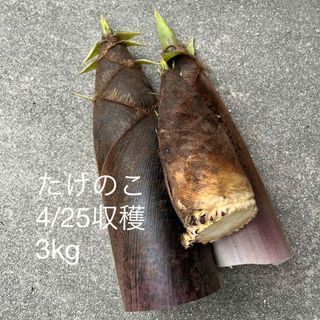 たけのこ 3キロ(野菜)