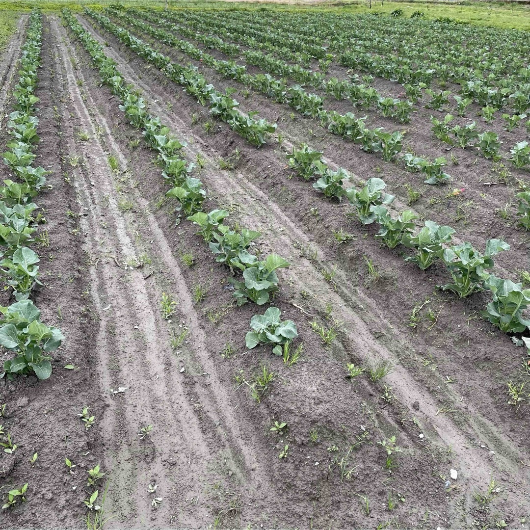 高知県産　茎ブロッコリー　スティックセニョール　野菜　農家直送！ Mgy 食品/飲料/酒の食品(野菜)の商品写真