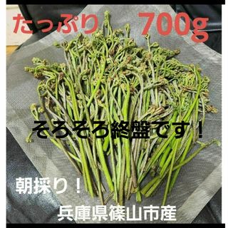 わらび　蕨　兵庫県　篠山市産　新鮮　朝採り　700g(野菜)