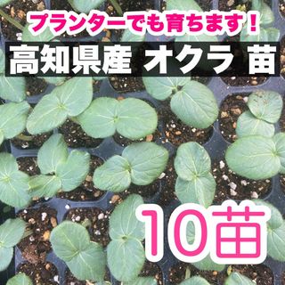 10本 オクラ 苗 野菜 即購入OK swJ6(野菜)