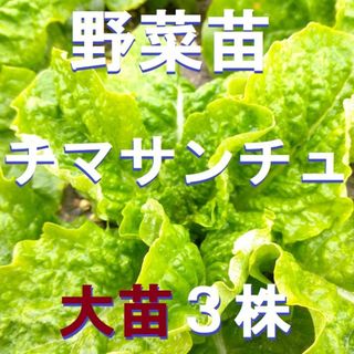 【ネコポス】大苗３株 チマサンチュ苗　無農薬　農薬不使用　野菜苗(野菜)