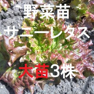 【ネコポス】大苗３株 サニーレタス苗　無農薬　農薬不使用　野菜苗(野菜)