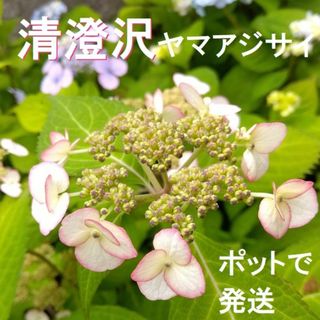 【nao様専用】清澄沢・トカラの空・紫紅梅・八重咲甘茶　紫陽花４点(その他)