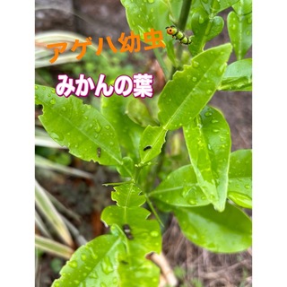 みかんの葉　10本(虫類)