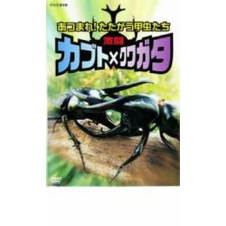 【中古】DVD▼激闘 カブト×クワガタ あつまれ!たたかう甲虫たち レンタル落ち(キッズ/ファミリー)