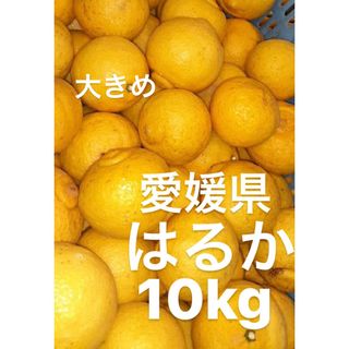 愛媛県産　はるか　柑橘　10kg(フルーツ)