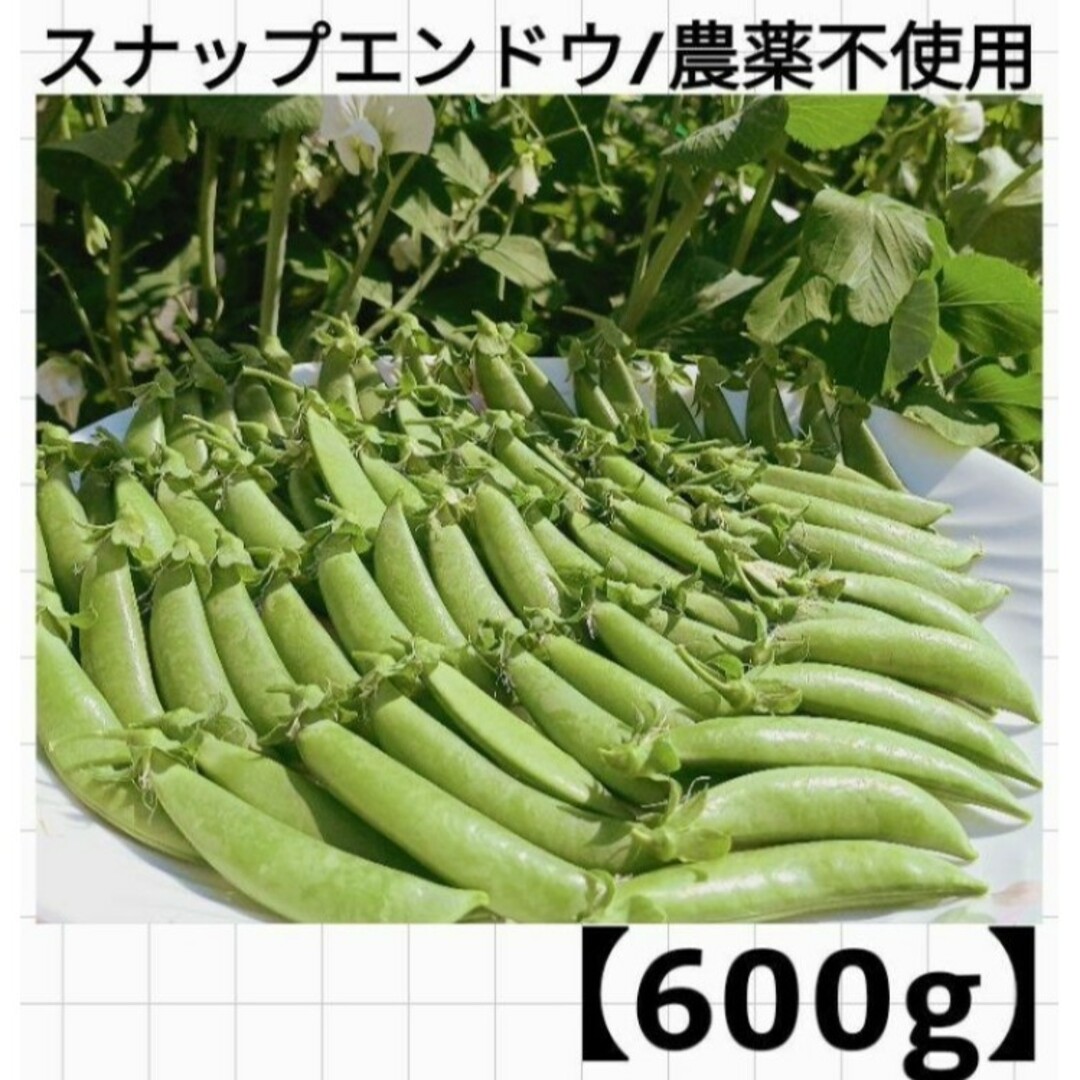 【600g】スナップエンドウ/農薬不使用/朝採れ 食品/飲料/酒の食品(野菜)の商品写真