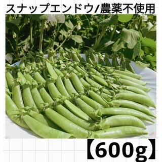 【600g】スナップエンドウ/農薬不使用/朝採れ(野菜)
