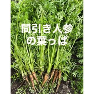 人参の葉 間引き人参 ネコポスいっぱい 愛媛県産(野菜)