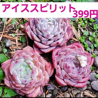 可愛い♡アイススピリット♡カット苗 しっかりサイズ 多肉植物  1つ(その他)