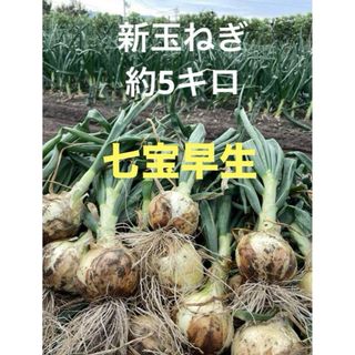 新玉ねぎ 七宝早生 約5キロ 愛媛県産(野菜)