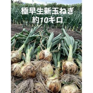 新玉ねぎ 七宝早生 約10キロ 愛媛県産(野菜)