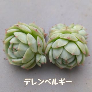 多肉植物　デレンベルギー　カット苗(その他)