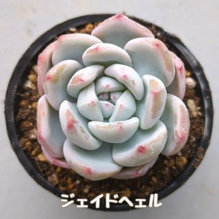 多肉植物　ジェイドヘェル　カット苗(その他)