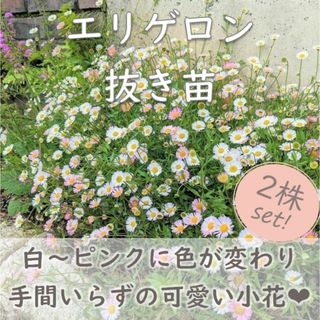 ピンクや白の小花が可愛い♪エリゲロン 抜き苗2株 スパニッシュデージー(その他)