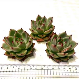 多肉植物 ブルードラゴン 大苗 カット苗 1苗〜(その他)