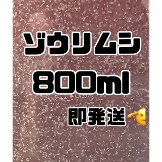 【ゾウリムシ大容量】800ml送料無料めだか金魚etc.