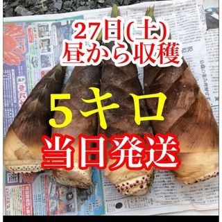 タケノコ　5キロ  当日発送　米ぬか付き(野菜)