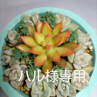 多肉植物　サンライズマム(その他)