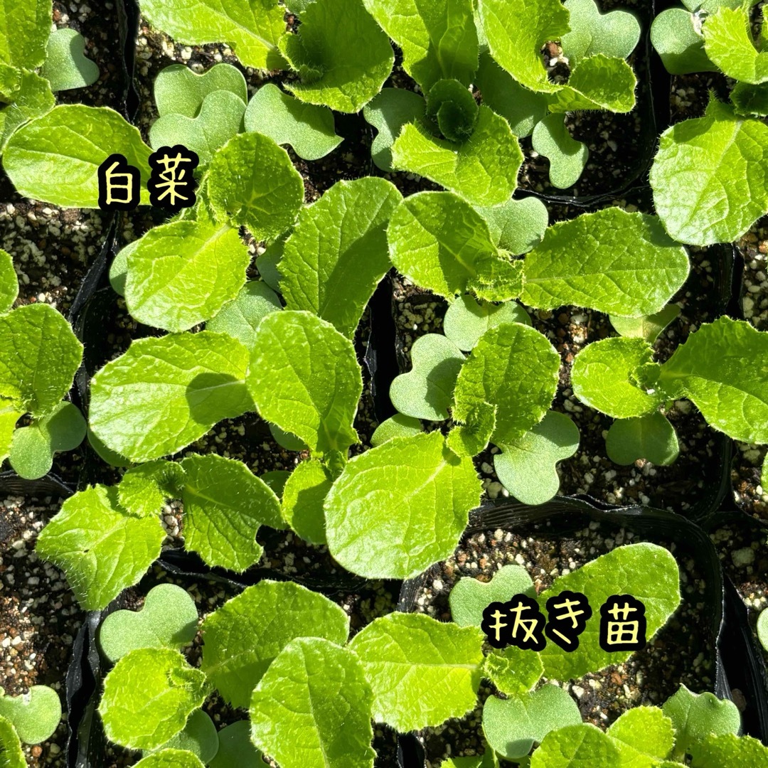 春まき 春光白菜  抜き苗  5苗 食品/飲料/酒の食品(野菜)の商品写真