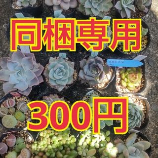 同梱専用 多肉植物 1ポット300円(その他)