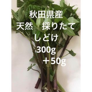 秋田県産　天然　しどけ　シドケ　新鮮　朝どり　採りたて　350g(野菜)