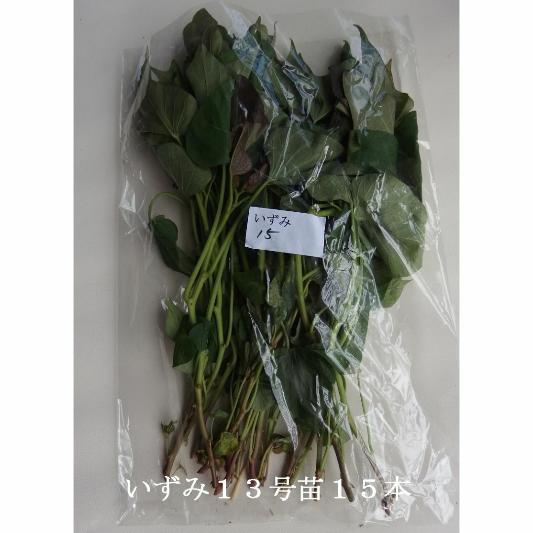 ◆茨城産◆【いずみ１３号苗】１５本以上入れます★さつまいも苗★《農家直送》★ 食品/飲料/酒の食品(野菜)の商品写真