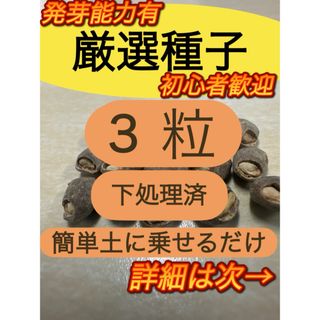 特別オファー　１０粒(その他)