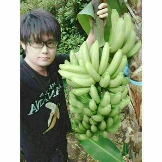 【国産バナナ】幻の品種グロスミシェル　プチサイズ1.8kg【農薬栽培期間中不使用(フルーツ)