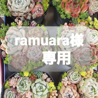 ramuara様専用⭐内容をご確認の上、ご購入よろしくお願いいたします⭐(その他)